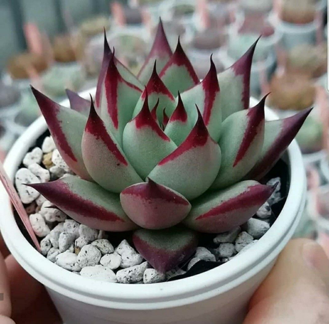 Echeveria Ebony