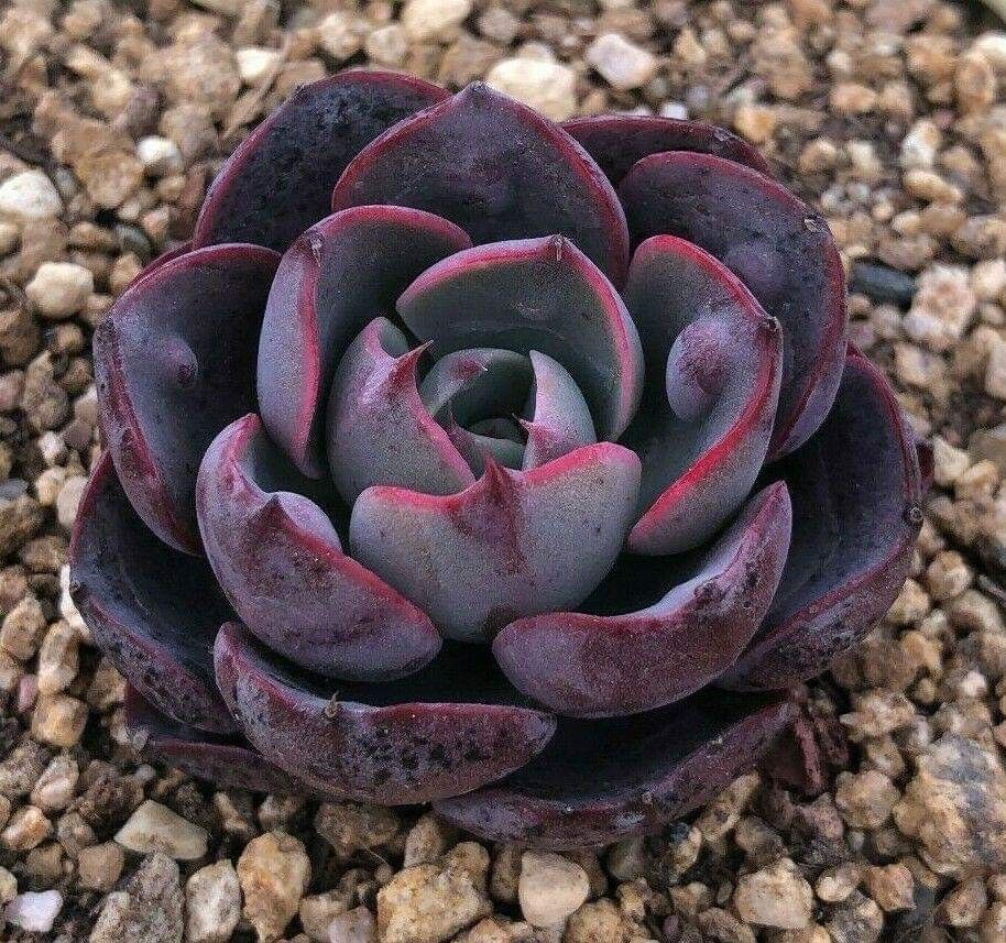 Black Rosette