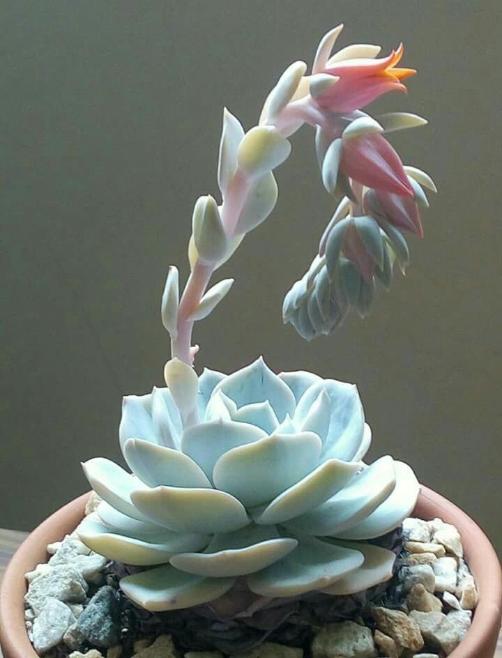 Echeveria Laui