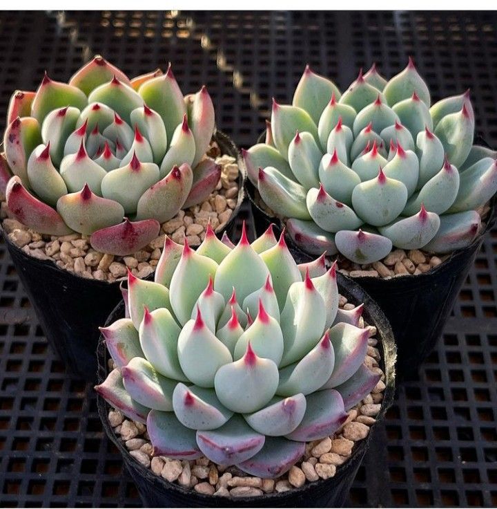 Echeveria Tippy