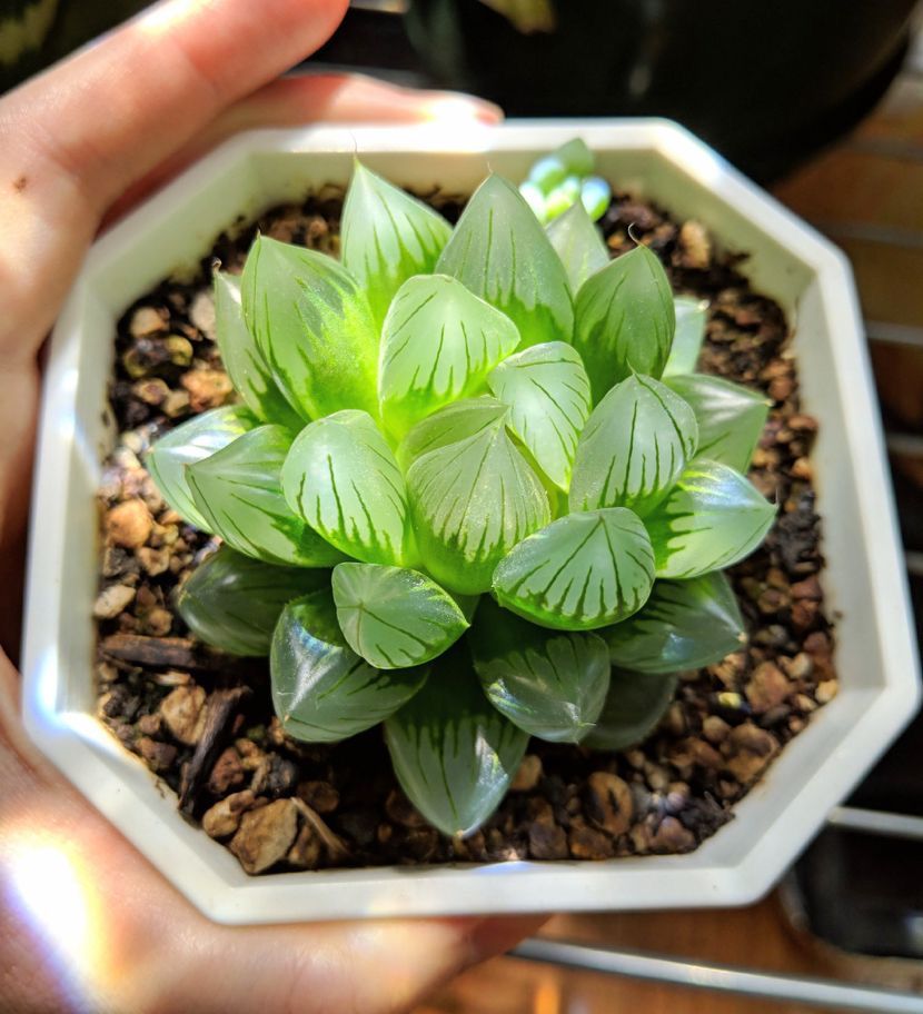 Haworthia Cooperi