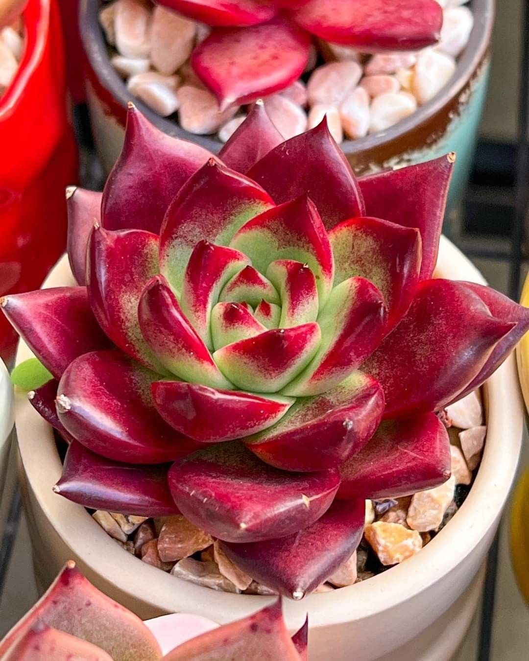 Red Echeveria