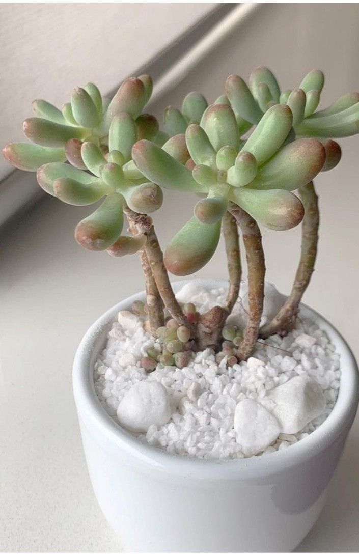 Sedum Pachyphyllum